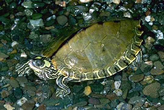 Image of Map Turtles