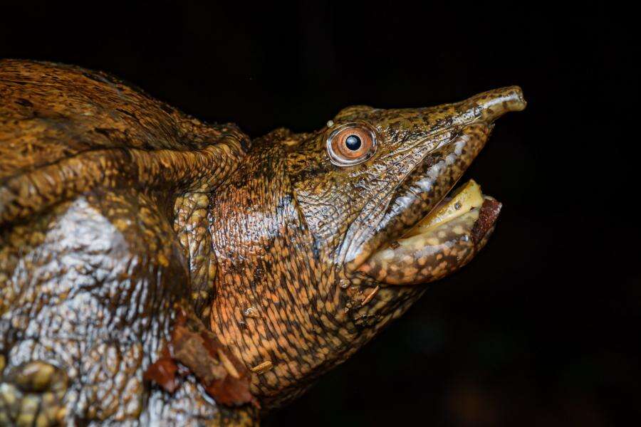 Image of Malayan Soft-shelled Turtle