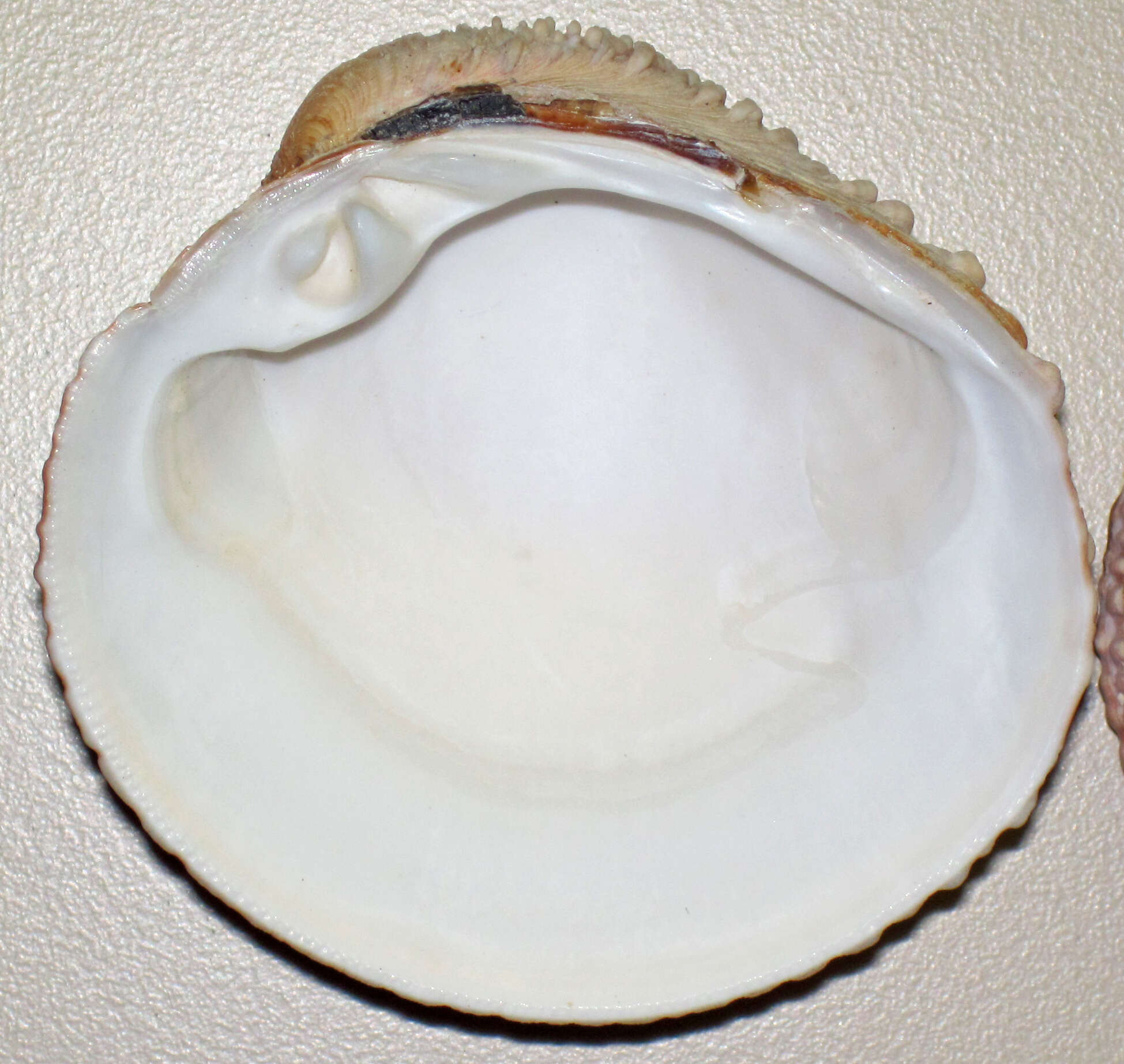 Image of clam