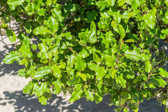 Image of Olearia paniculata (J. R. & G. Forst.) Druce