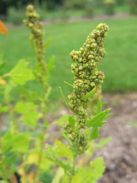 Imagem de Chenopodium album L.