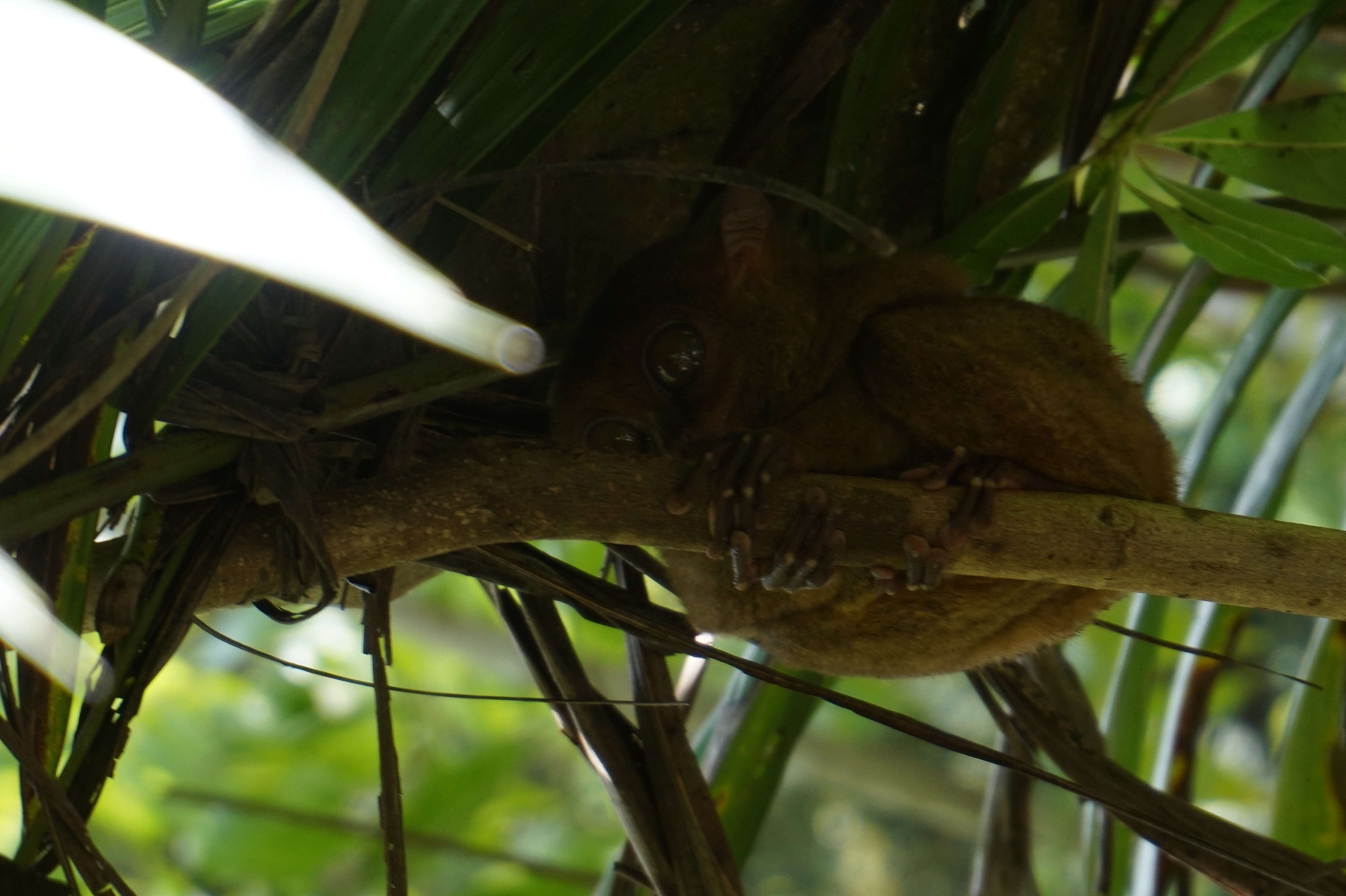 Image of Philippine tarsier