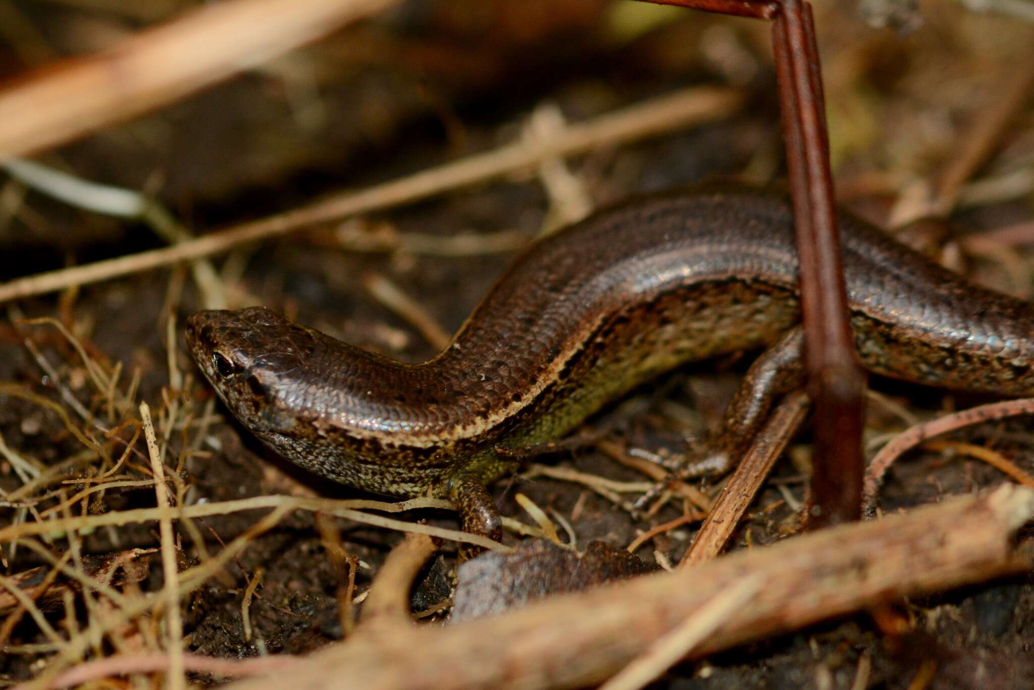 Image of Copper skink