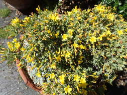 صورة <i>Hypericum aegypticum</i> L. (1753)