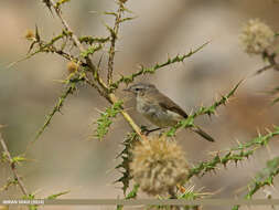 Image of Mountain Chiffchaff