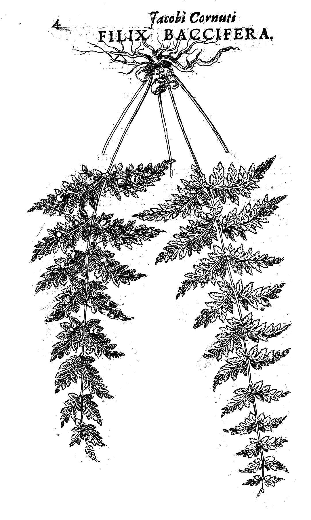 Imagem de Cystopteris bulbifera (L.) Bernh.