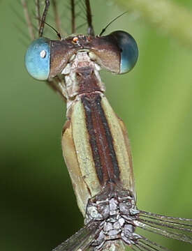 Image of Lestes patricia Fraser 1924