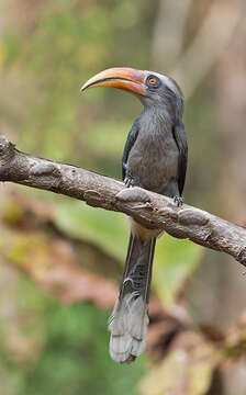 Image of Malabar Grey Hornbill