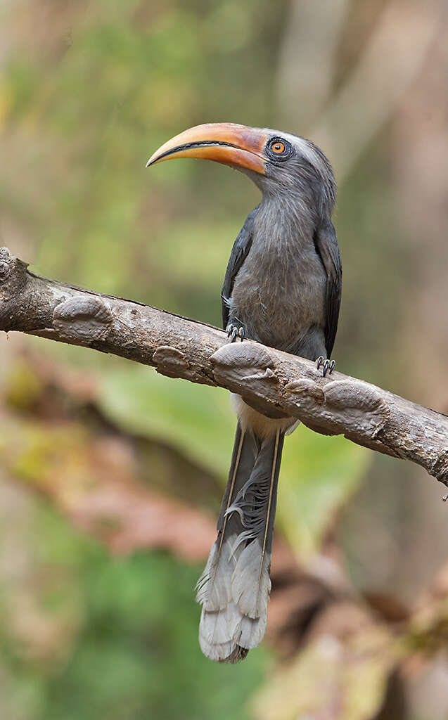 Image of Malabar Grey Hornbill