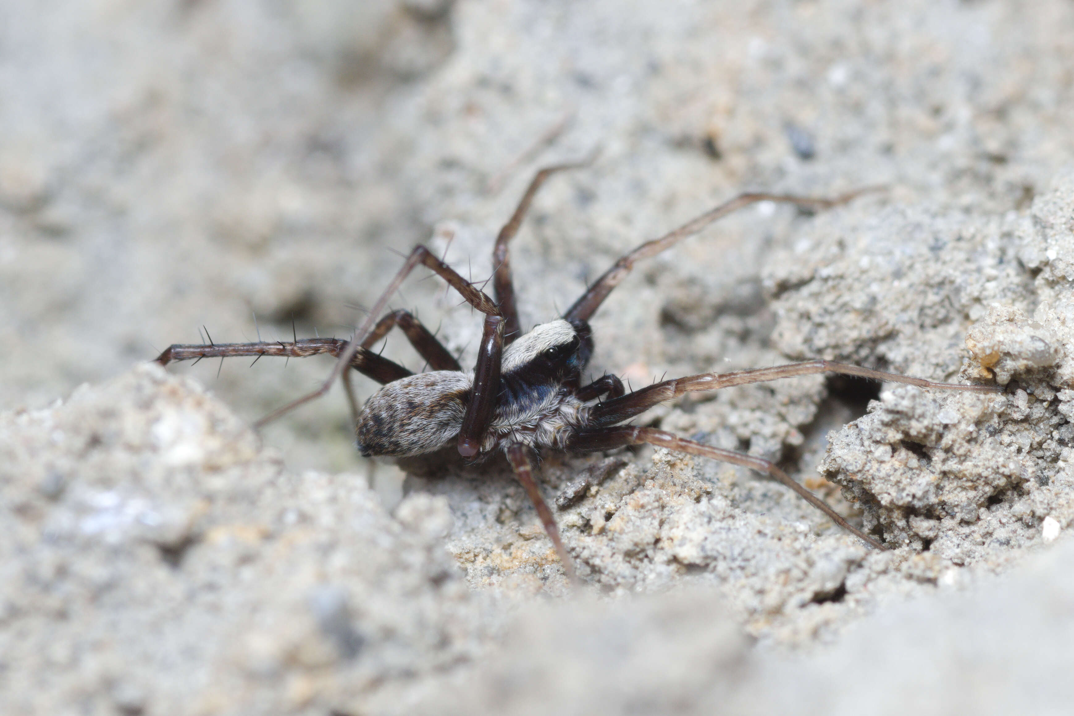 Image of Pardosa lugubris (Walckenaer 1802)