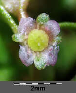 Image of eight-stamened waterwort