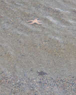 Image of Common sea star