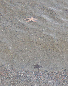 Image of Common sea star