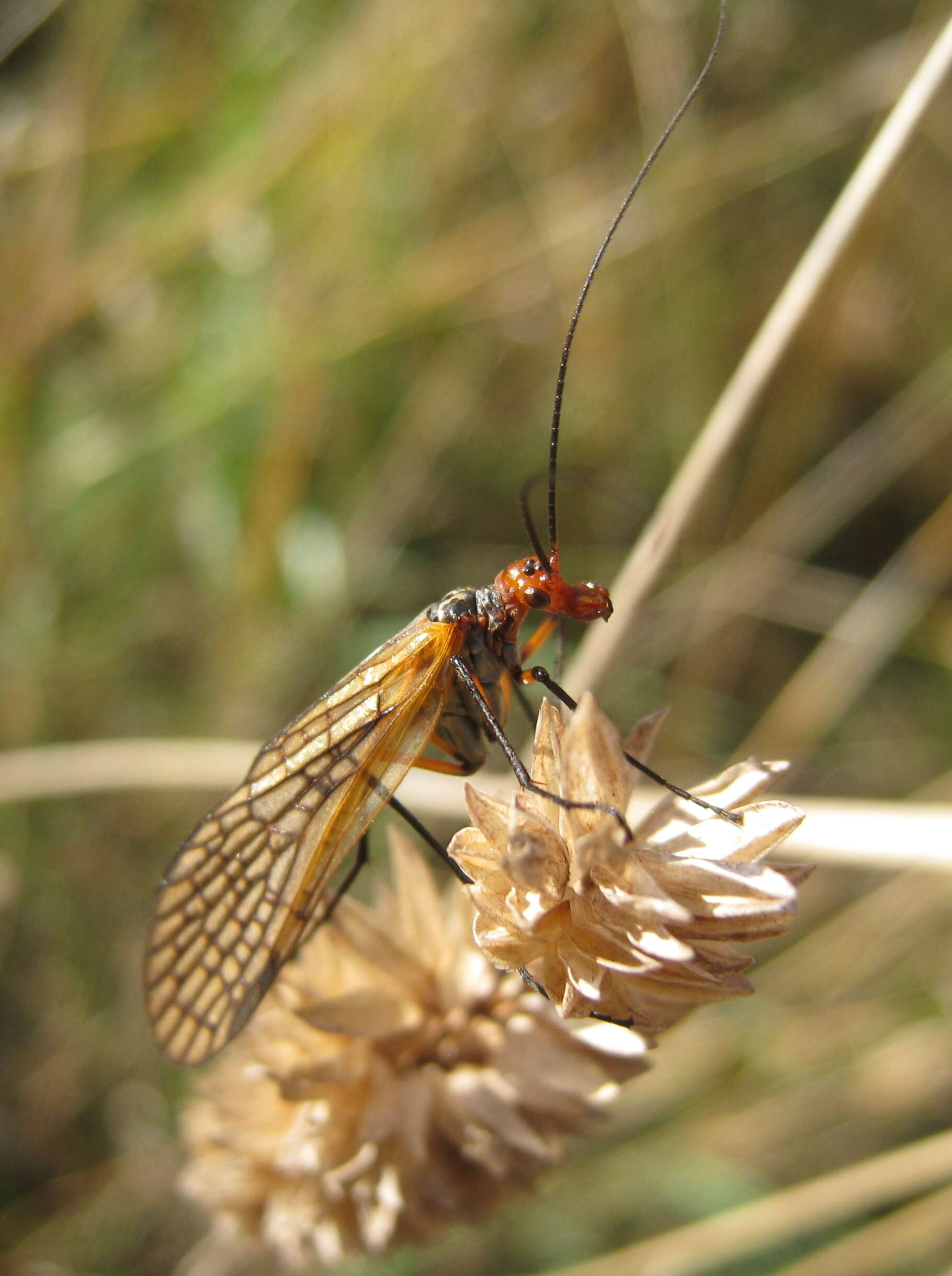 Image of Choristidae