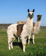 Image of llama