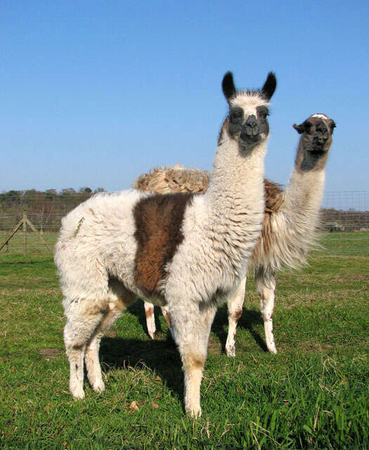 Image of llama