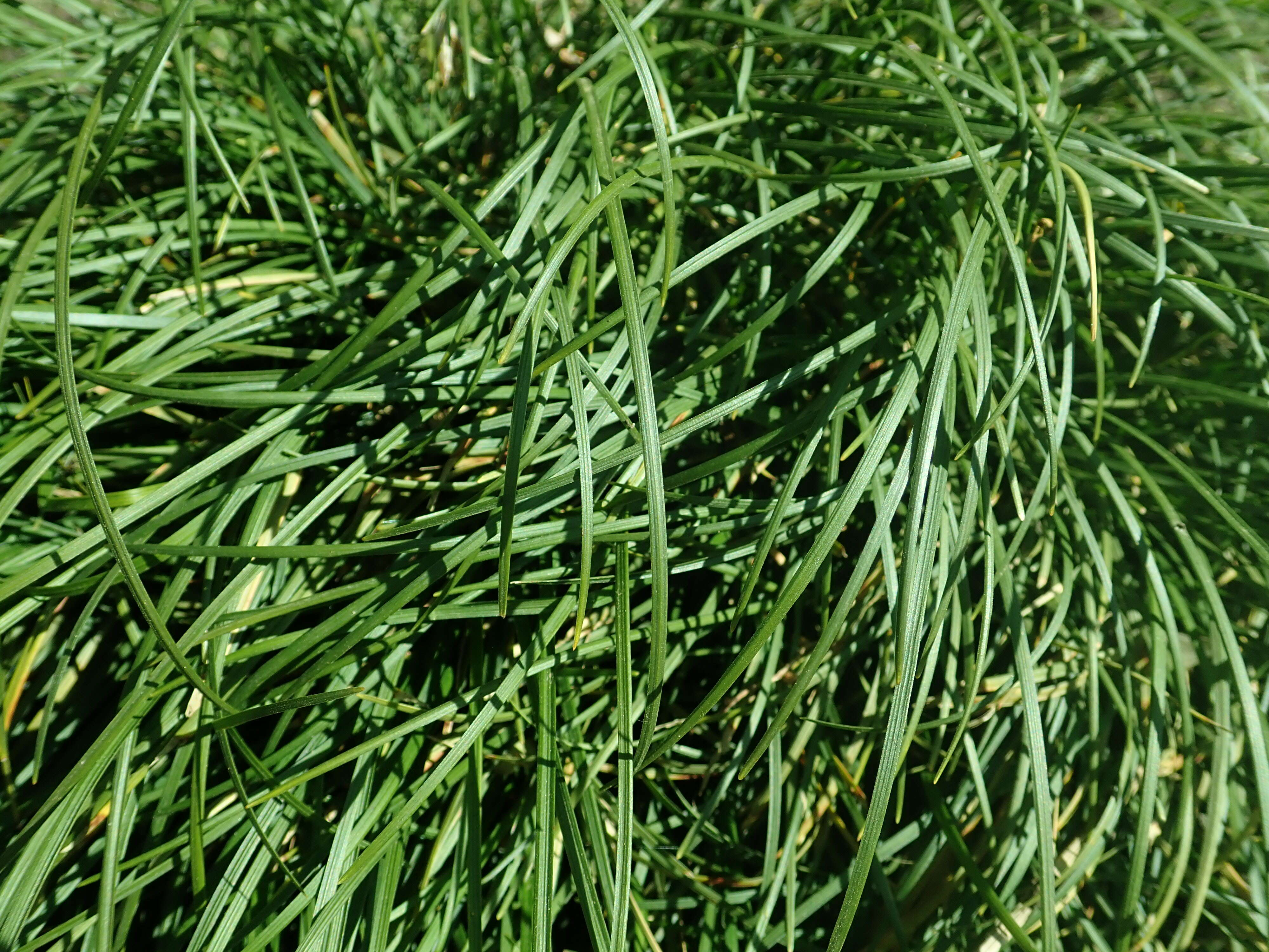 Image of Mondo Grass