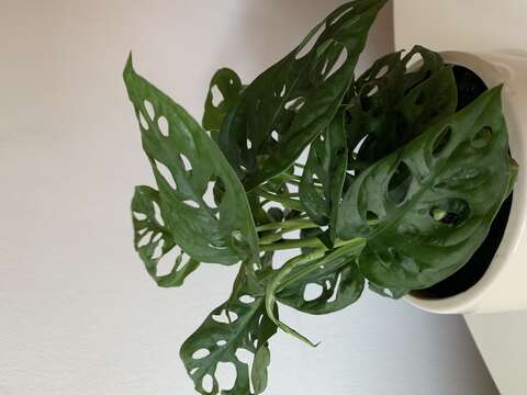 Monstera adansonii Schott resmi