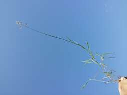 Image of Creeping Soft Grass