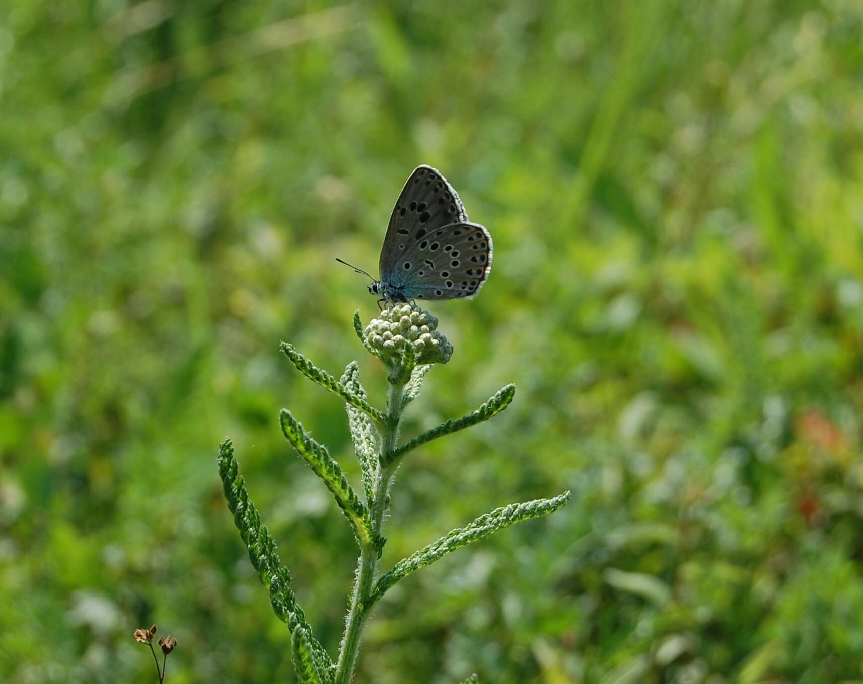 Image of Phengaris arion