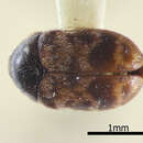 Image of Larger Cabinet Beetle