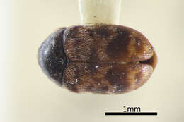 Image of Larger Cabinet Beetle