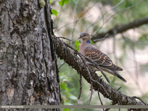 Image of Oriental Turtle Dove