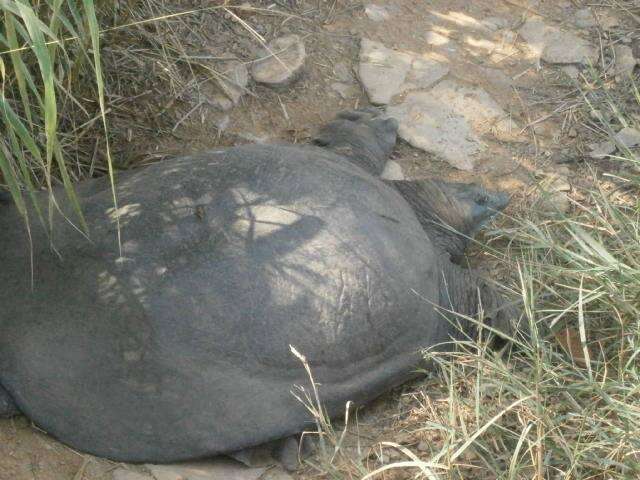 Image of Asian or Bibron’s Giant soft-shelled Turtle