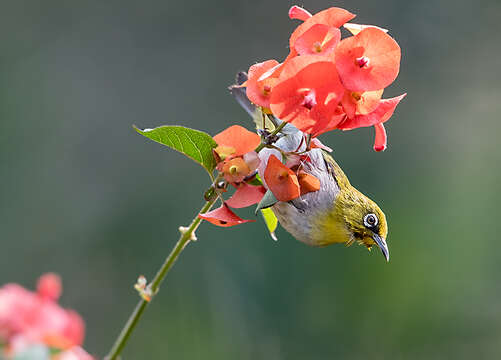 Image of Indian White-eye