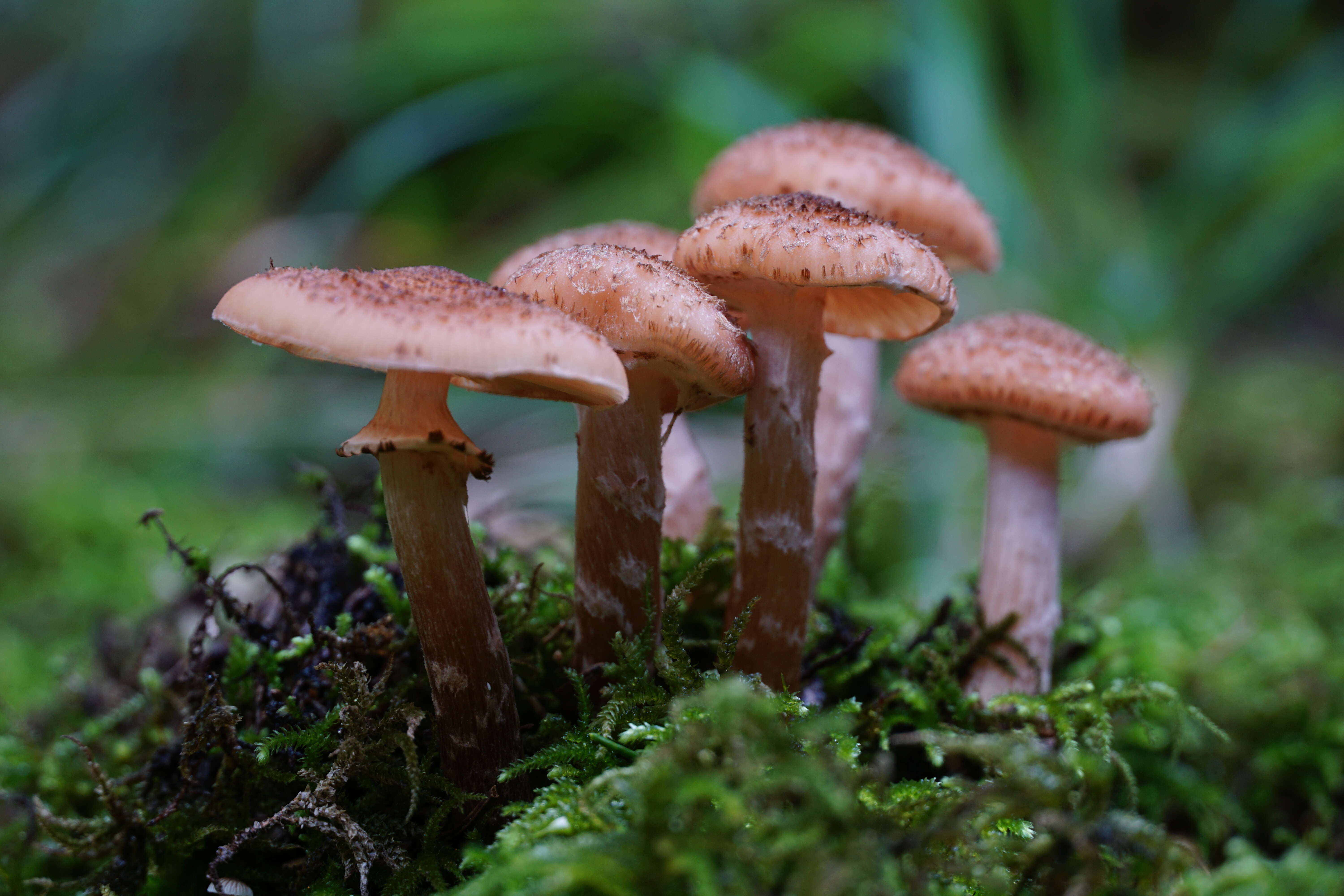 Image of Armillaria ostoyae (Romagn.) Herink 1973