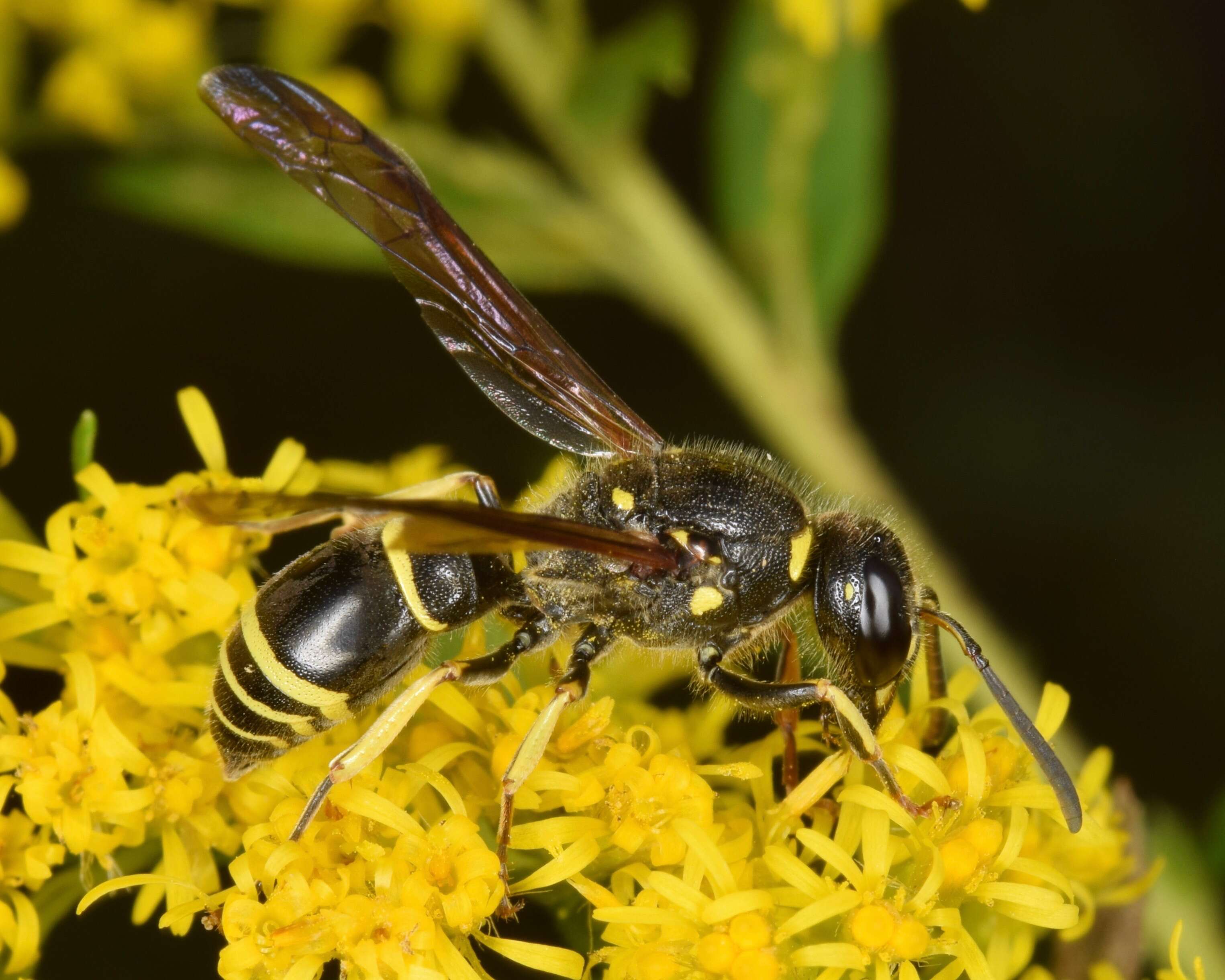 Image of Ancistrocerus antilope (Panzer 1789)