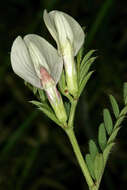 Image of smooth yellow vetch