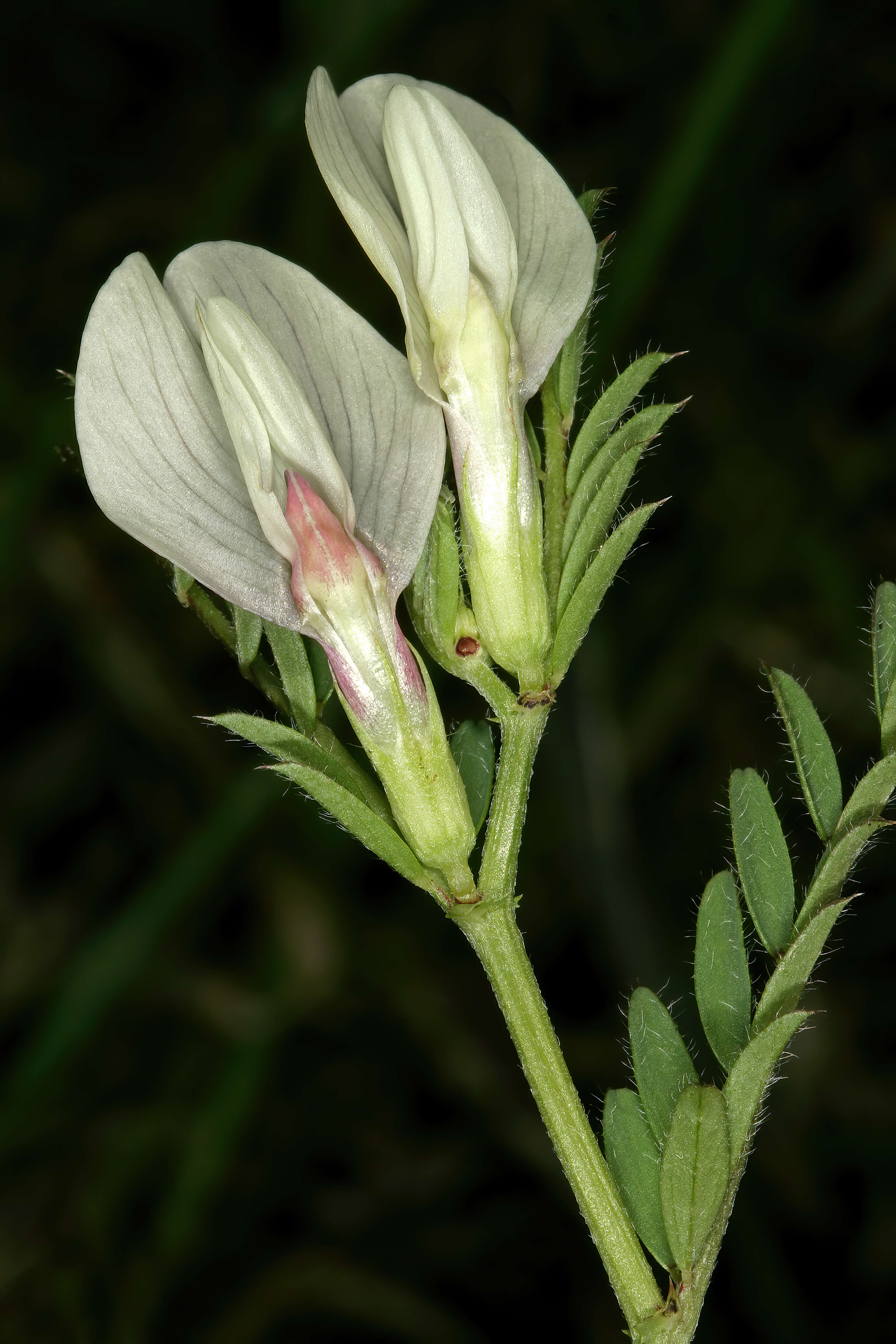 Image of smooth yellow vetch