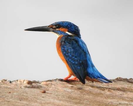 Image of Common Kingfisher