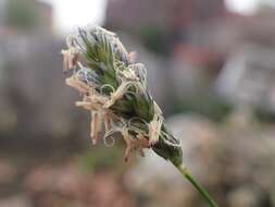 Image of blue moor-grass