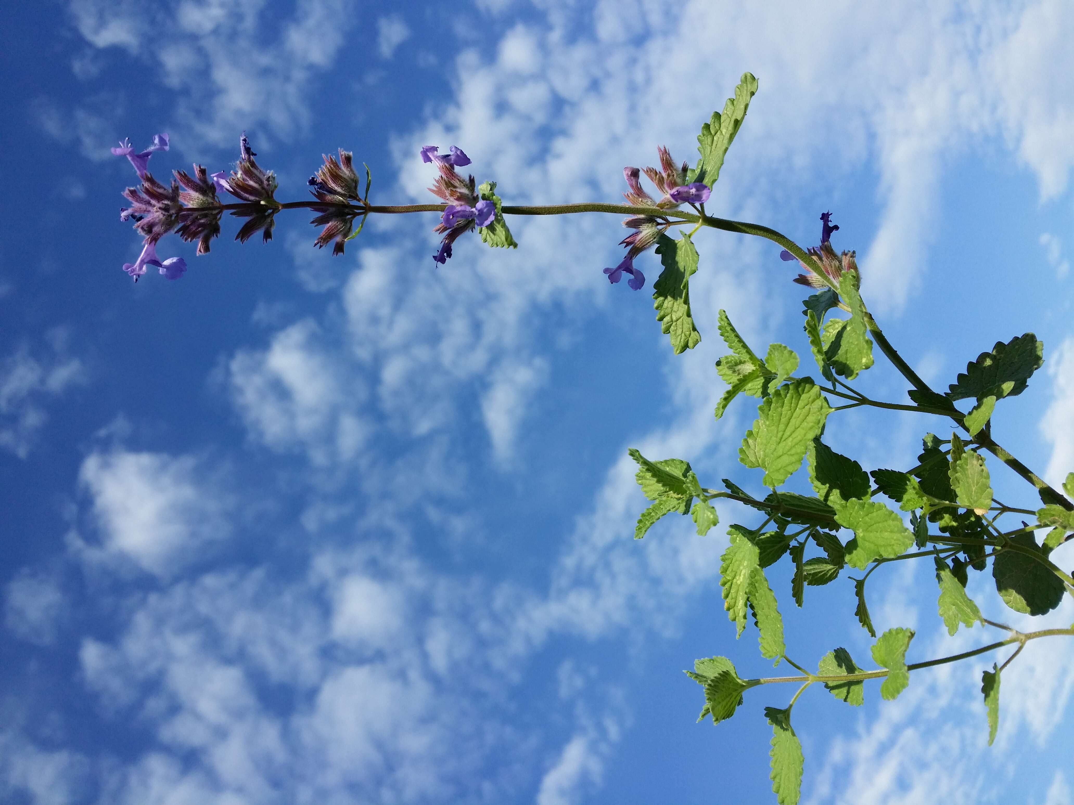 Image of raceme catnip