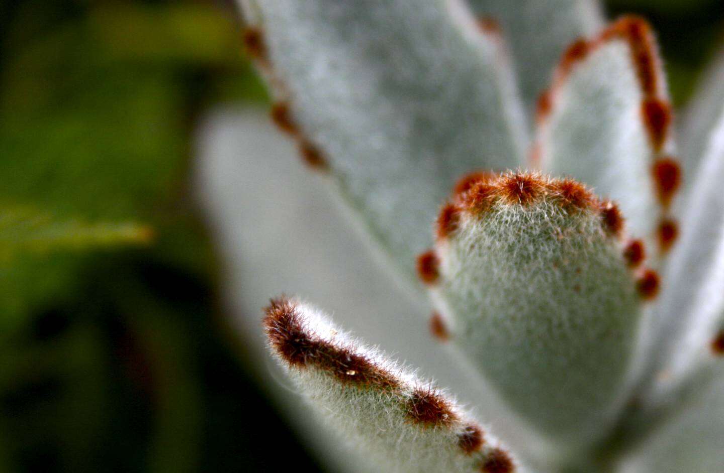 Image of Kalanchoe tomentosa Baker