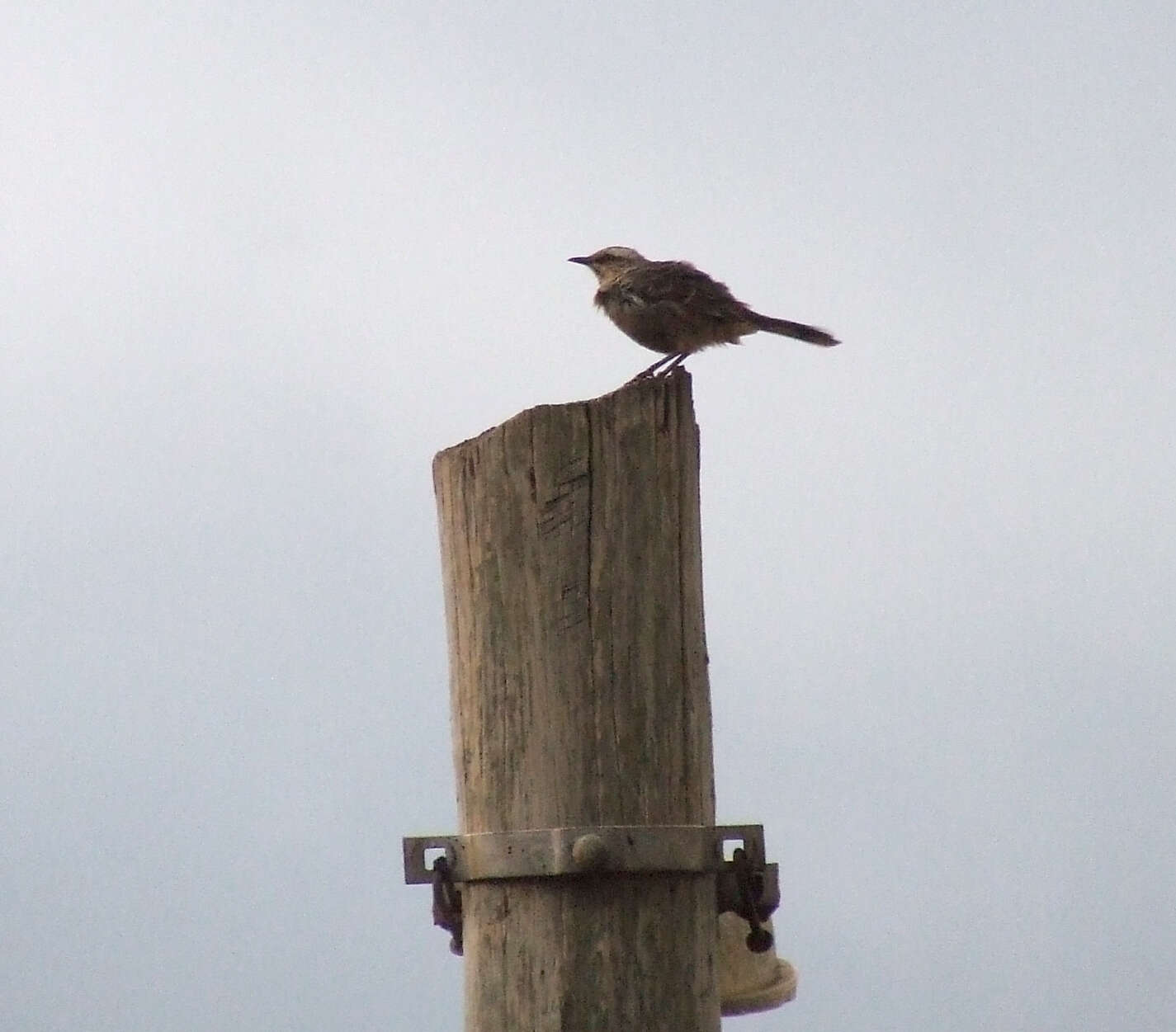 Image of Chalk-browed Mockingbird