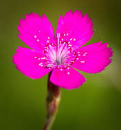 Слика од Dianthus deltoides L.