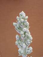 Image of Kalanchoe luciae