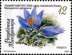 Pulsatilla halleri (All.) Willd. resmi