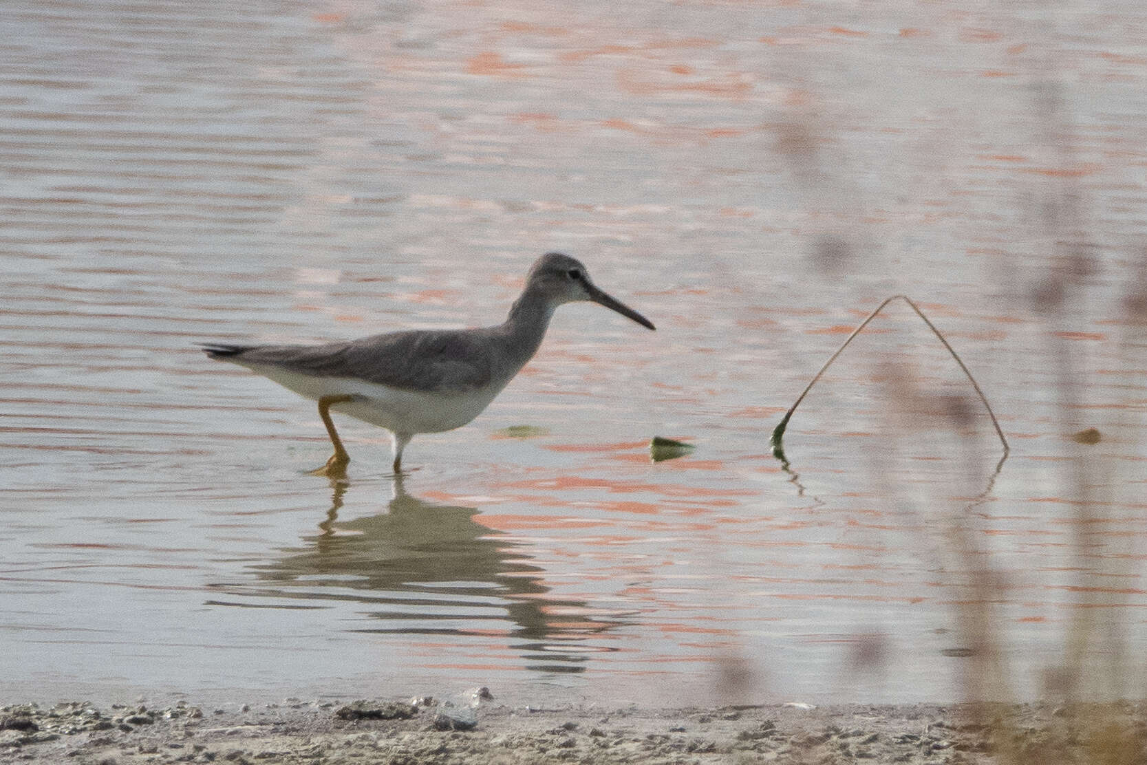 Image of Gray-tailed Tattler