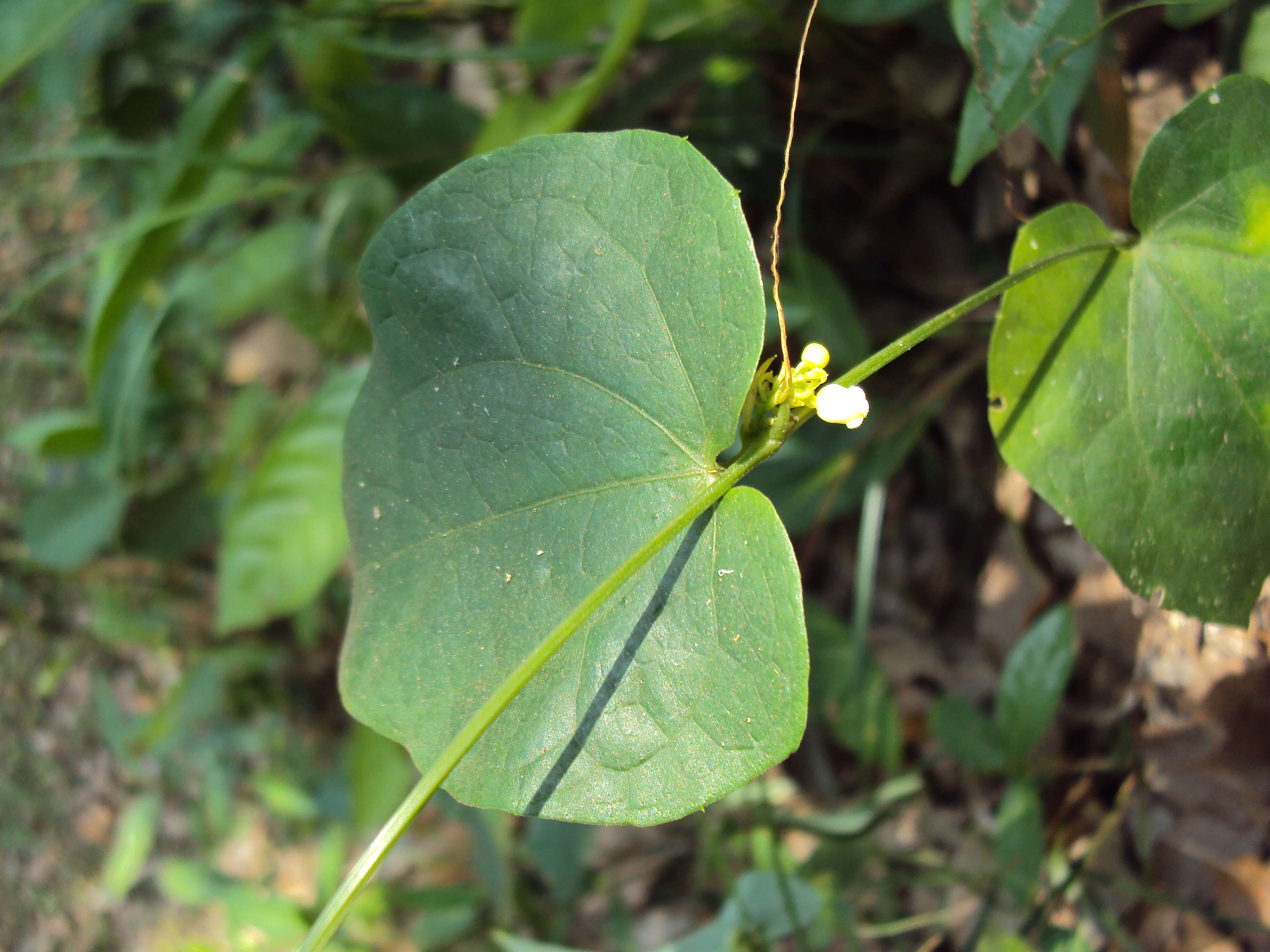 Image of Solena amplexicaulis (Lam.) Gandhi ex Saldanha & Nicolson