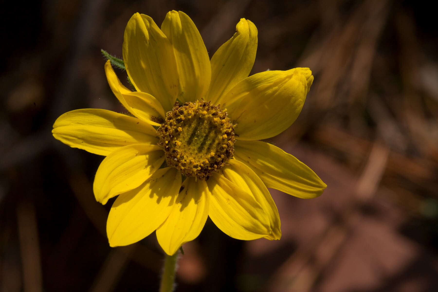 Plancia ëd Helianthella quinquenervis (Hook.) A. Gray