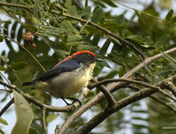 Image of Scarlet-backed Flowerpecker