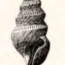 Image of Pleurotomella enora (Dall 1908)