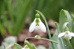 Image of giant snowdrop