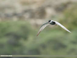 Image of Whiskered Tern