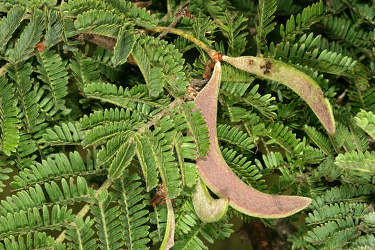 Image of Vachellia robusta (Burch.) Kyal. & Boatwr.