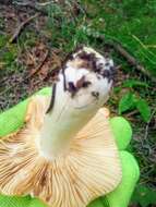 Image of Stinking Russula